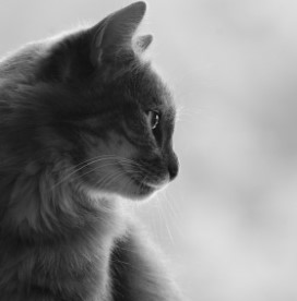 Foto Profil Kucing Sedih