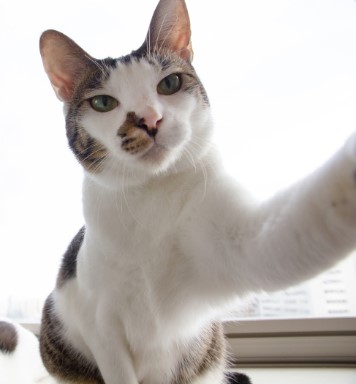Foto Profil Kucing Selfie