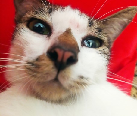 Foto Profil WA Kucing Selfie