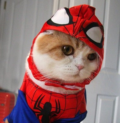 PP WA Kucing Spiderman