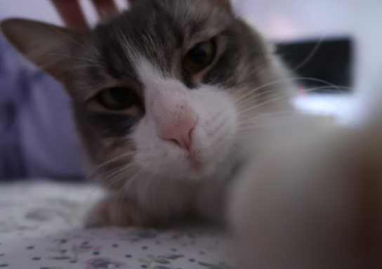 Photo Profile WA Kucing Selfie